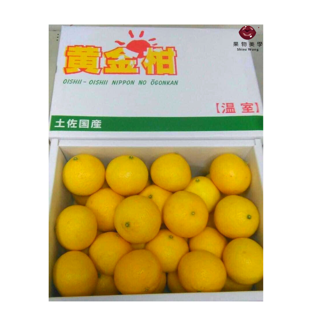 日本高知土佐黃金柑 Shine Wong 果物美學