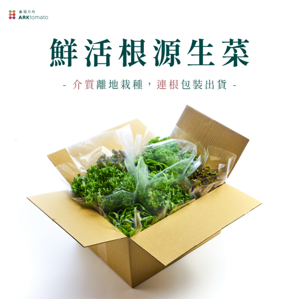 鮮活根源生菜：圖片 2